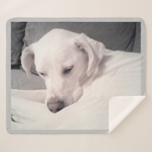 Cute Sleepy White Labrador Mix Dog Grey Sherpa Deken