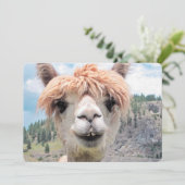 Cute Smiling Alpaca Photo Afbeelding (Staand voorkant)