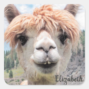 Cute Smiling Alpaca Photo Afbeelding Vierkante Sticker