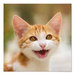 Cute Smiling Kitten Face Funny Cat Meow Foto Afdruk