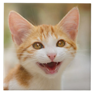 Cute Smiling Kitten Face Funny Cat Meow Foto Tegeltje