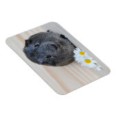 Cute Smooth, Silver Agouti Guinee Pig en Daisies Magneet (Rechterzijde)