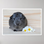 Cute, Smooth, Sliver Agouti Guinea Pig. en Flowers Poster (Voorkant)