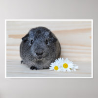 Cute, Smooth, Sliver Agouti Guinea Pig. en Flowers