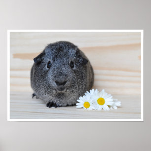Cute, Smooth, Sliver Agouti Guinea Pig. en Flowers Poster