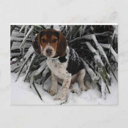 Cute Snoopy Beagle Puppy Dog in sneeuw Briefkaart (Voorkant)