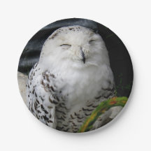Cute Snowy Owl