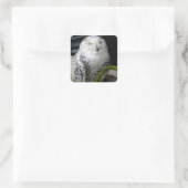 Cute Snowy Owl Vierkante Sticker (Tas)