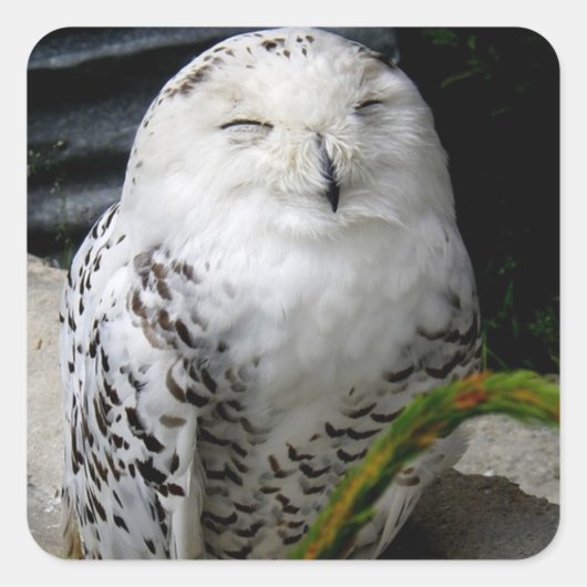 Cute Snowy Owl Vierkante Sticker (Voorkant)