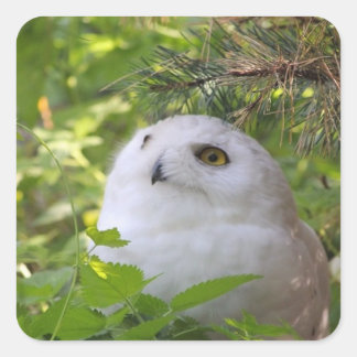 Cute Snowy Owl Vierkante Sticker