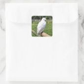 Cute Snowy Owl Vierkante Sticker (Tas)