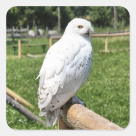Cute Snowy Owl Vierkante Sticker