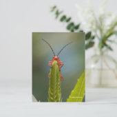 Cute Soldier Beetle Bug op False Dragonhead Briefkaart (Staand voorkant)