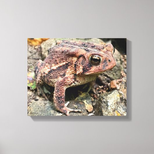 Cute Southern Toad Close-up Canvas Afdruk (Voorkant)