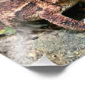 Cute Southern Toad Close-up Foto Afdruk (Hoek)