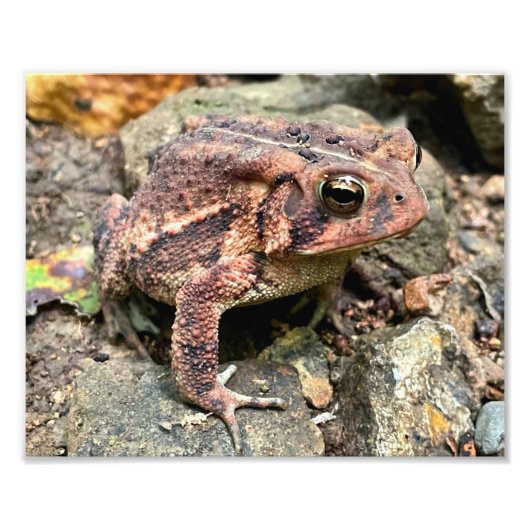 Cute Southern Toad Close-up Foto Afdruk (Voorkant)