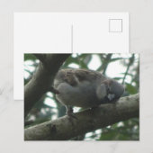 Cute Sparrow Close do-it-yourself carte postale (Devant / Derrière)