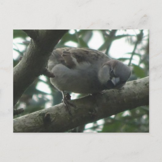 Cute Sparrow Close do-it-yourself carte postale (Devant)