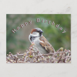 Cute Sparrow Happy Birthday Briefkaart