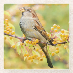 Cute Sparrow op een Branch of Yellow Berries Glazen Onderzetter