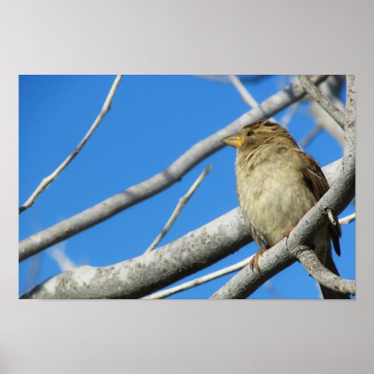 Cute sparrow poster (Voorkant)