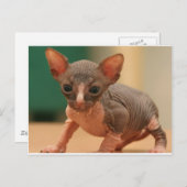 Cute sphynx kitten briefkaart (Voorkant / Achterkant)