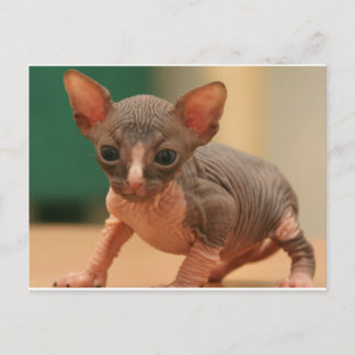 Cute sphynx kitten briefkaart