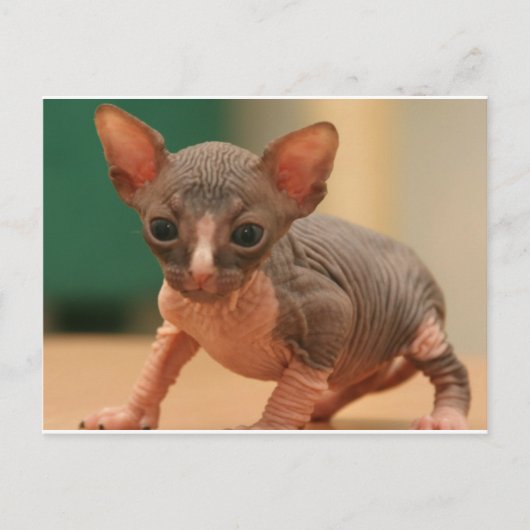 Cute sphynx kitten briefkaart (Voorkant)