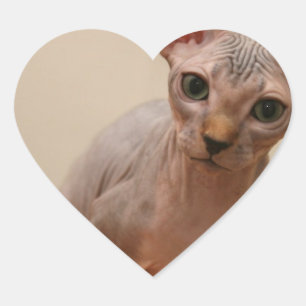 Cute sphynx kitten "Ik ben woedend, hè?" Hart Sticker
