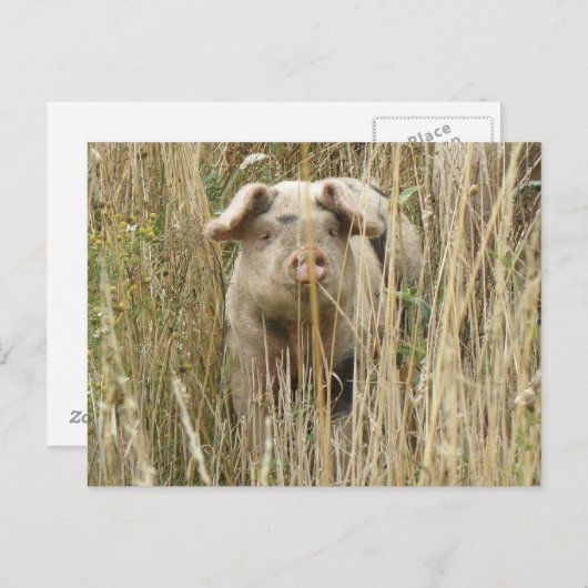 Cute Spotty Pig Briefkaart (Voorkant / Achterkant)