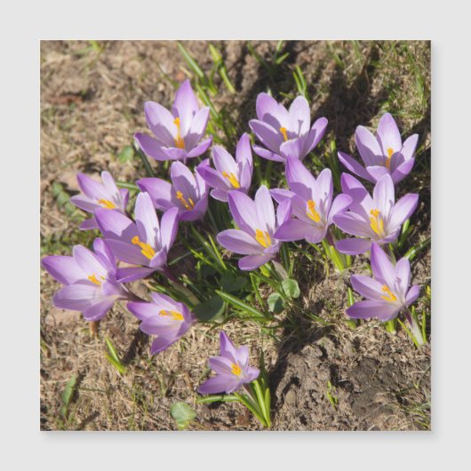 Cute spring crocuses (Voorkant)