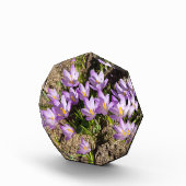Cute spring crocuses fotoblokken (Rechts)