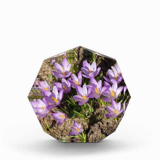 Cute spring crocuses fotoblokken (Voorkant)