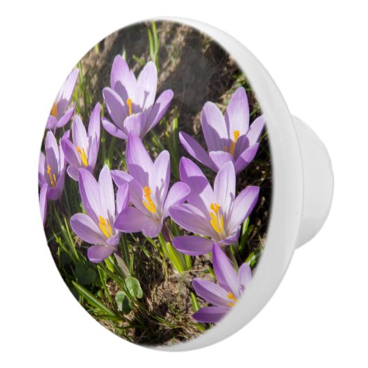 Cute spring crocuses keramische knop (Rechts)
