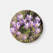 Cute spring crocuses magneet (Voorkant)