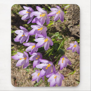 Cute spring crocuses muismat