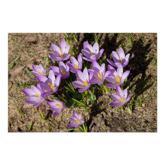 Cute spring crocuses perfect poster (Voorkant)