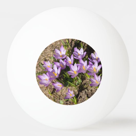 Cute spring crocuses pingpongballen (Voorkant)