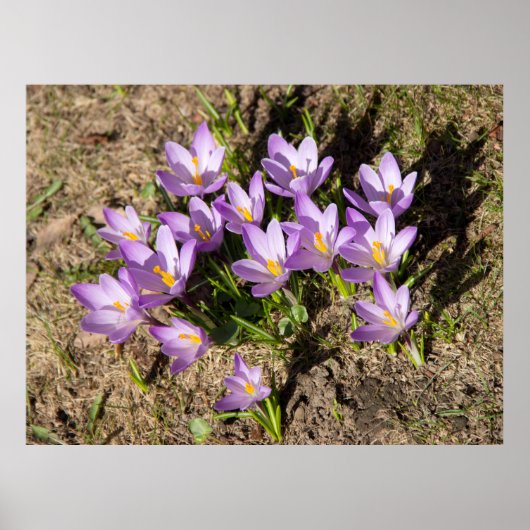 Cute spring crocuses poster (Voorkant)