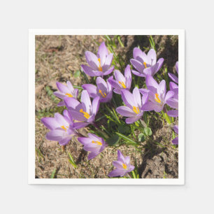 Cute spring crocuses servet