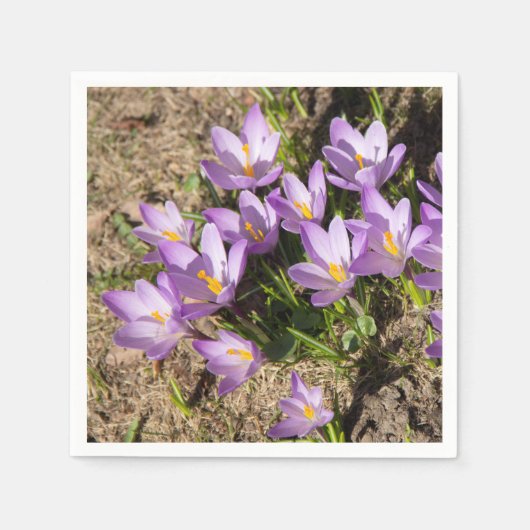 Cute spring crocuses servet (Voorkant)