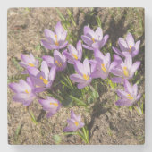 Cute spring crocuses stenen onderzetter (Voorkant)