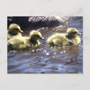Cute Spring Goslings Baby gans Swimming Briefkaart
