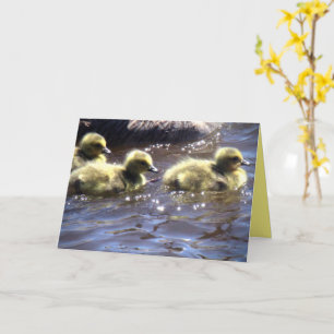 Cute Spring Goslings Baby gans Swimming Kaart