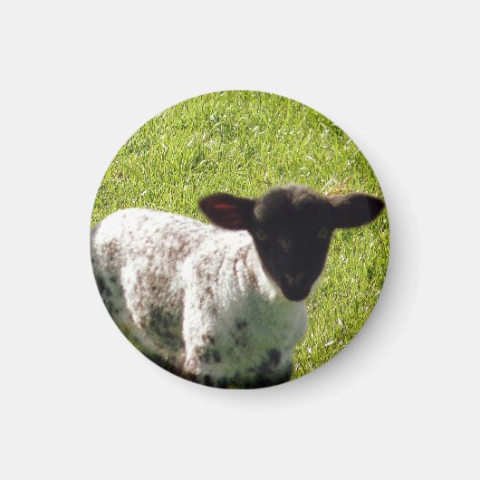 Cute Spring Lamb Magneet (Voorkant)