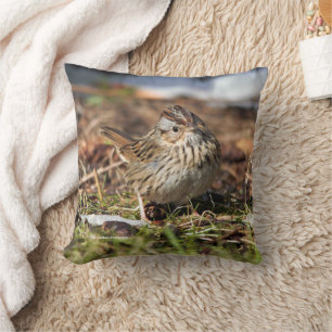 Cute Spunky Lincoln's Sparrow Songbird in Grass Kussen
