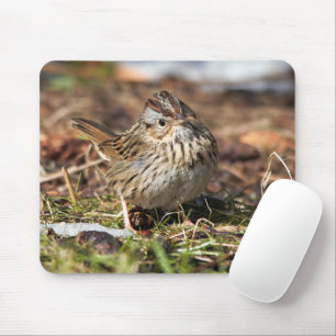 Cute Spunky Lincoln's Sparrow Songbird Muismat