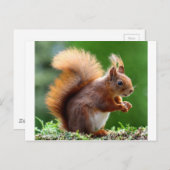 Cute Squirrel Afbeelding Briefkaart (Voorkant / Achterkant)