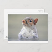 Cute Squirrel Briefkaart (Voorkant / Achterkant)