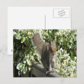 Cute Squirrel Briefkaart (Voorkant / Achterkant)